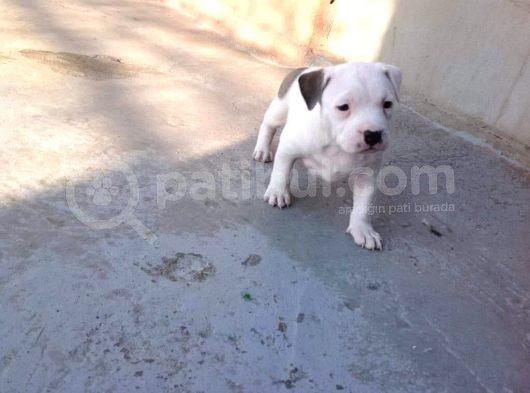 Kısa Bacak Koca Kafa Yavrular Pitbull görsel