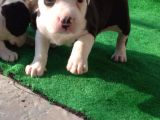 Kısa Bacak Koca Kafa Yavrular Pitbull