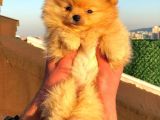 Pomeranian Boo