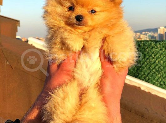 Pomeranian Boo görsel