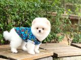Orijinal Pomeranian Erkek