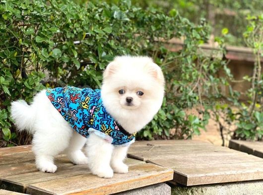 Orijinal Pomeranian Erkek görsel