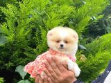 Orijinal Pomeranian Dişi