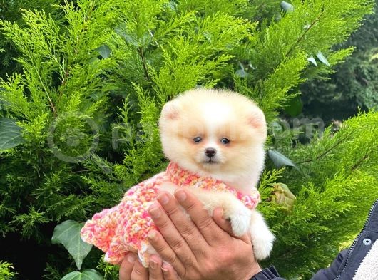 Orijinal Pomeranian Dişi görsel
