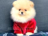 Irkının En İyisi Safkan Pomeranian Yavrularımız
