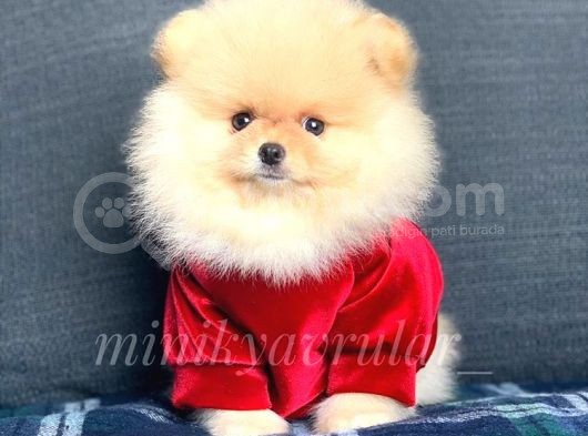Irkının En İyisi Safkan Pomeranian Yavrularımız