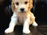 A Kalite Maltipoo Yavrular