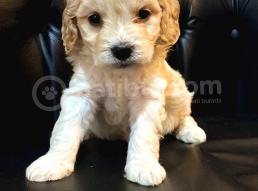 A Kalite Maltipoo Yavrular görsel