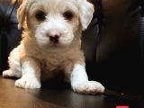 Renk Renk Malti̇poo Yavrular