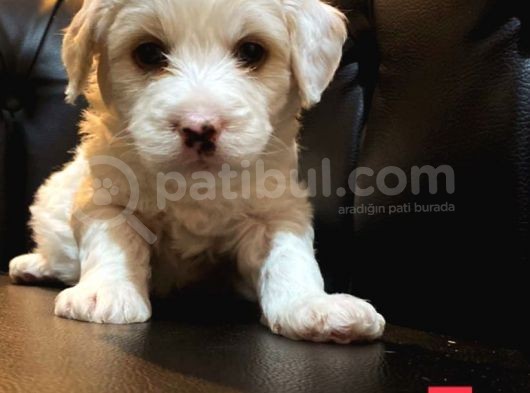 Renk Renk Malti̇poo Yavrular görsel