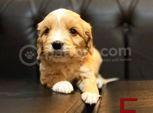 Orange Malti̇poo Yavrular
