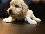 Mi̇ni̇ Malti̇poo Yavrular