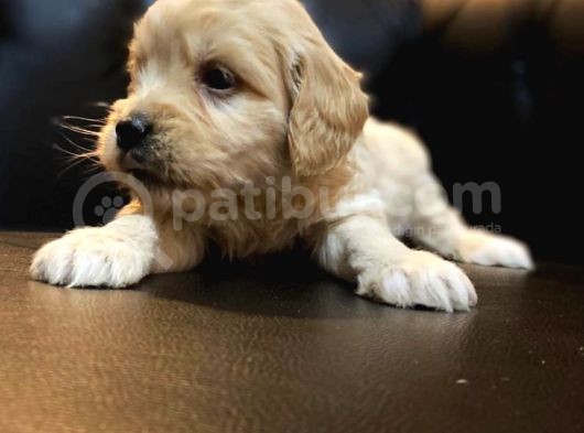Mi̇ni̇ Malti̇poo Yavrular