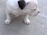 Kısa Bacak Koca Kafa Yavrular Pitbull