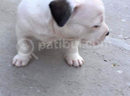 Kısa Bacak Koca Kafa Yavrular Pitbull görsel