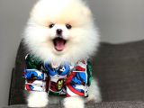 Pomeranian Boo