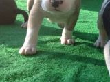 Kısa Bacak Koca Kafa Yavrular Pitbull