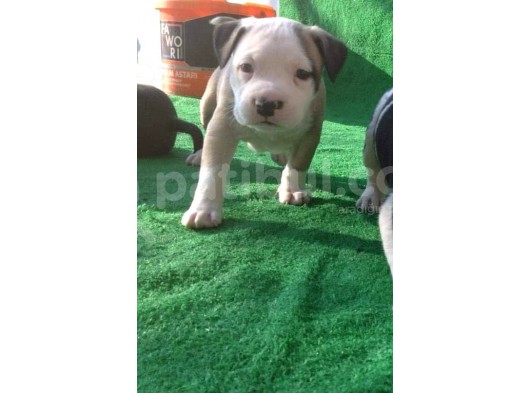 Kısa Bacak Koca Kafa Yavrular Pitbull görsel