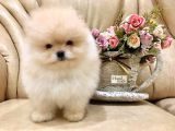 Irk Ve Sağlık Garantili Pomeranian Yavrularımız