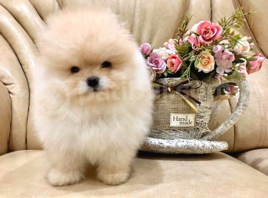 Irk Ve Sağlık Garantili Pomeranian Yavrularımız