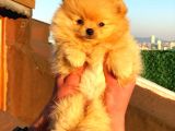 Pomeranian Boo