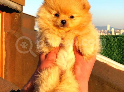 Pomeranian Boo