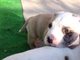 Kısa Bacak Koca Kafa Yavrular Pitbull