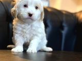 Renk Renk Malti̇poo Yavrular