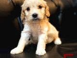 A Kalite Maltipoo Yavrular