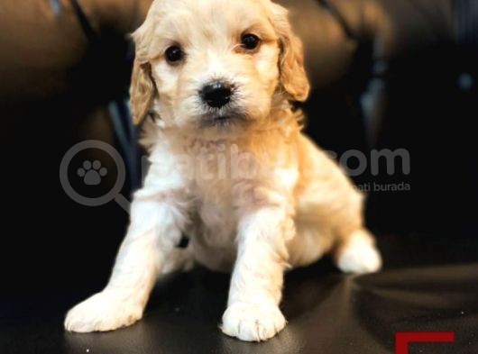 A Kalite Maltipoo Yavrular