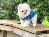 Orijinal Pomeranian Erkek