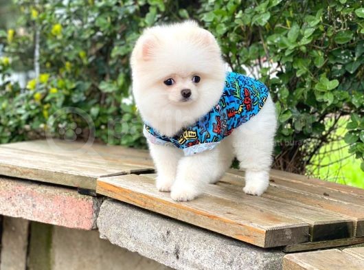 Orijinal Pomeranian Erkek
