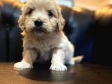 Mi̇ni̇ Malti̇poo Yavrular
