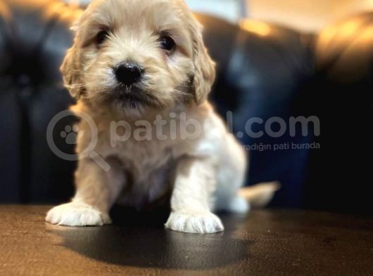 Mi̇ni̇ Malti̇poo Yavrular görsel