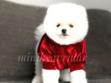 Orijinal Pomeranian Yavrularımız