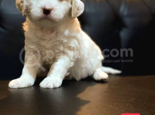 Renk Renk Malti̇poo Yavrular görsel