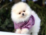 Safkan Pomeranian Yavrularımız