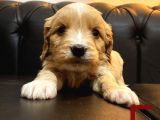 Orange Malti̇poo Yavrular