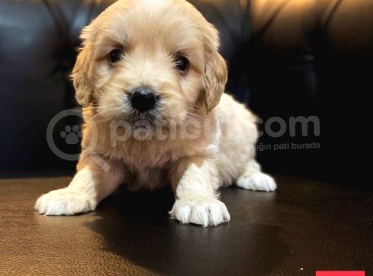Mi̇ni̇ Malti̇poo Yavrular görsel