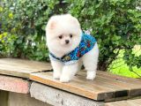 Orijinal Pomeranian Erkek