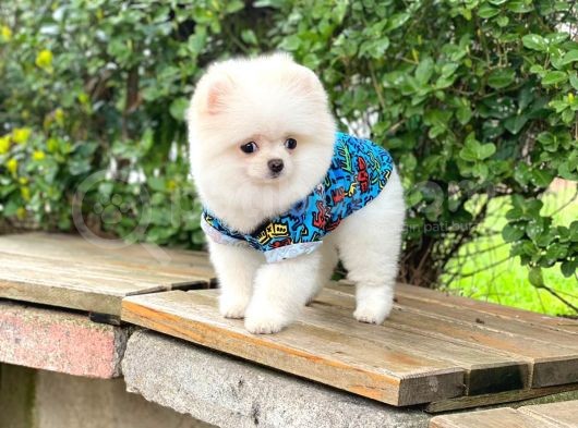 Orijinal Pomeranian Erkek görsel
