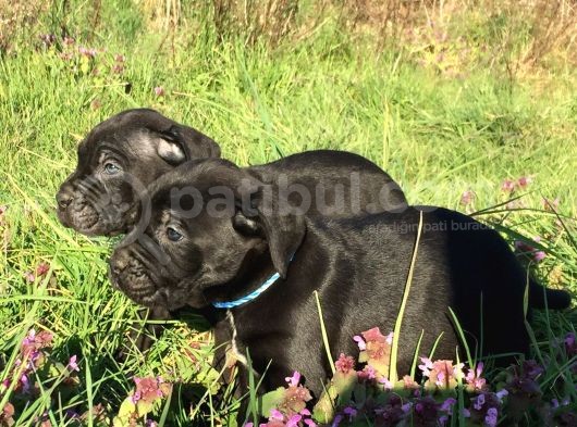 Mükemmel Kali̇te Cane Corso