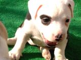 Kısa Bacak Koca Kafa Yavrular Pitbull