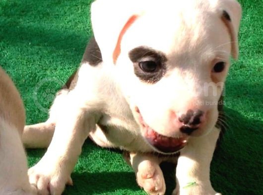Kısa Bacak Koca Kafa Yavrular Pitbull görsel