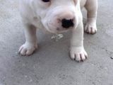 Kısa Bacak Koca Kafa Yavrular Pitbull