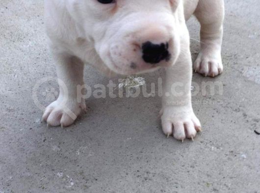 Kısa Bacak Koca Kafa Yavrular Pitbull görsel