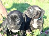 Mükemmel Kali̇te Cane Corso