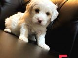 Renk Renk Malti̇poo Yavrular