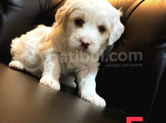 Renk Renk Malti̇poo Yavrular görsel