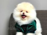 Teddy Face Pomeranian Boo Yavrularımız